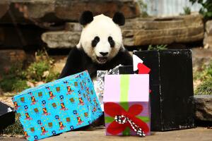 oso-panda-regalos