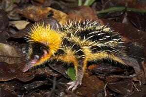 tenrec_.jpg