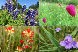 Primavera  2021 en Texas