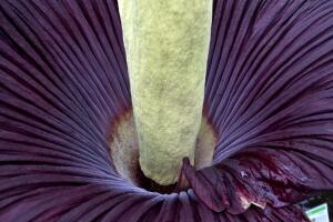 Denmark Amorphophallus Titanum