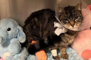 encuentran gatos muertos edificio queens nueva york