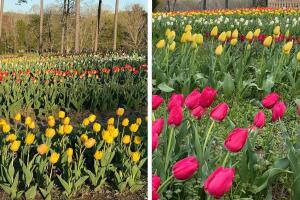 tulipanes nc.jpg