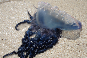 Portuguese Man o’ War.jpg