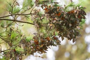 Monarch Butterflies California