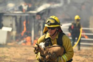 Evacuación de animales en una granja de California amenazada por incendios