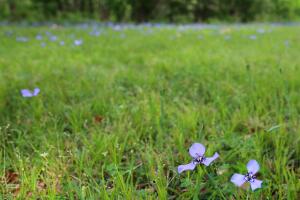Brazos Bend, un parque que reune las especies más salvajes de Texas