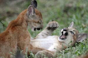 Hacienda Nápoles Pablo Escobar