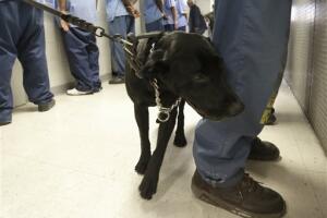 California Prisons Drug Deaths