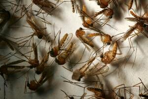 West Nile Virus Mosquitoes Return Early To California