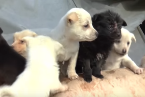 mujer-perros-rescatados_2.png