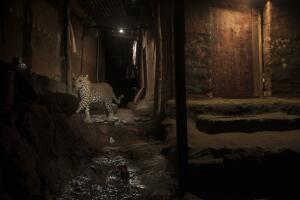 World Press Photo