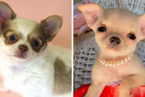 chihuahua_tiktok_viral