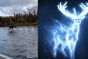 Captan a alce corriendo sobre el agua y se hace viral en TikTok