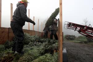 Árboles de navidad 2017