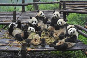 panda-bambu-principal.jpg