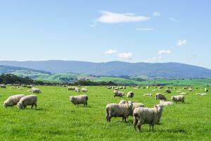 white fluffy sheep herd on green yard at hill in New Zealand for agriculture
