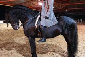 Maluma - caballo.jpg