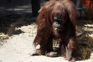 Argentina Sandra The Orangutan