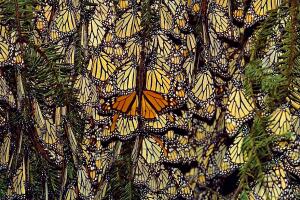 Hundreds of Monarch butterflies crowd a pine tree