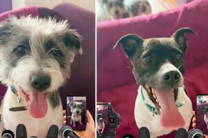 Valentina y Kenai ofrecieron una 'conferencia de prensa' para agradecer el apoyo que tuvieron en redes