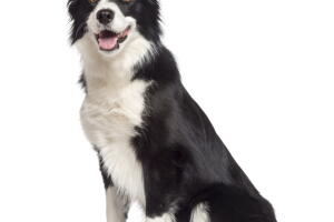 border-collie_0.jpg