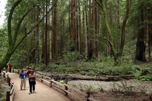 Sequoias And Coastal Redwoods Appear To Flourish Despite Climate Change