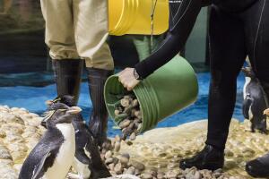Pingüinos del acuario Shedd