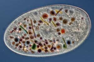 Frontonia
