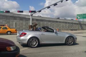 Cosas insólitas que solo se ven en Florida