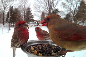 FinchesandCardinal.jpg