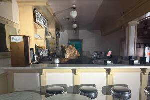 Los oficiales apodaron al oso “Fuzzy” 