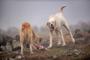 wild dogs are fighting for prey