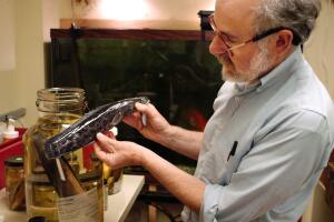 Landwalking "Snakehead" Fish Appears In Philadelphia
