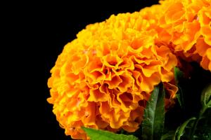 día-de-los-muertos-3.jpg
