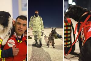 collage_perros_rescate_turquia