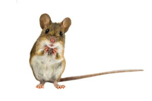 ratón