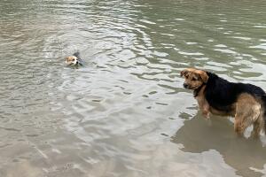 PERROS GALERIA/3-PERRO.jpg