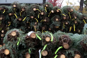 Lack Of Christmas Tree Planting During The Recession Ten Years Ago, Leads To Current Shortage In Christmas Trees