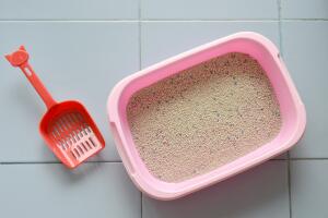 cat litter in box and plastic shovel on floor