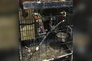 ANIMALES/ANIMALES-RESCATADOS4.jpg