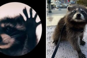 El mapache que protagoniza el video viral con la canción 'Pedro' se llama Ginger