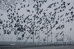 Centenares de cuervos sobrevolando una autopista