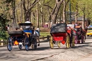 Paseos en carruaje en Central Park se mantienen suspendidos tras muerte de turista de 18 años.
