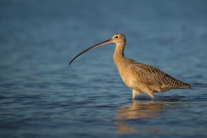 zarapito pico delgado.jpg