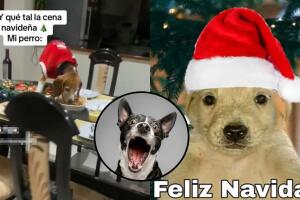 Perrito aprovecha el intercambio navideño para comerse el pavo