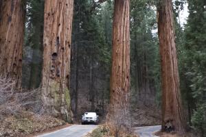 Giant Sequoia (California)