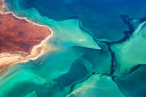 bahia-shark-1.jpg