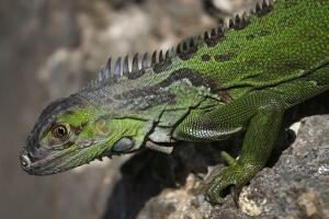 South Florida Battles Invasive Iguana Population