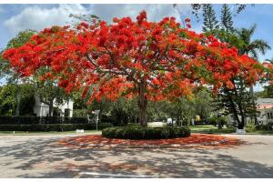 flamboyan.jpg