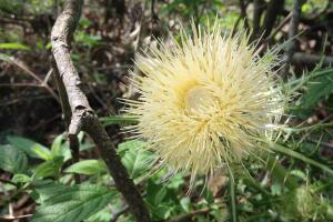 Vistazo a las flores silvestres que adornan la primavera texana